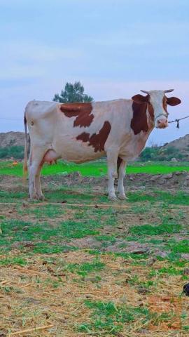 6 ماعز مشروطات ومكفولات للبيع في بابل