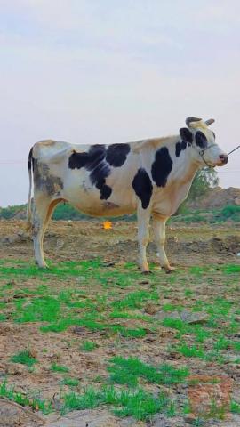 6 ماعز مشروطات ومكفولات للبيع في بابل