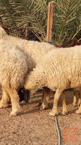 4 نعاج مضاريع للبيع في البصرة