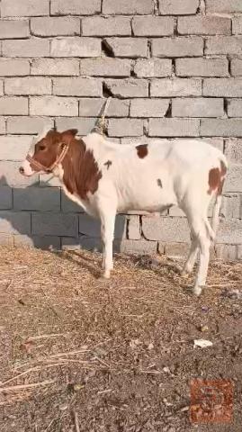 عجل سمين للبيع في البصرة