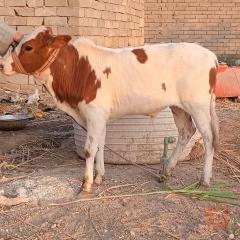 عجل سمين للبيع في البصرة