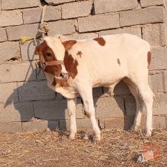 عجل سمين للبيع في البصرة