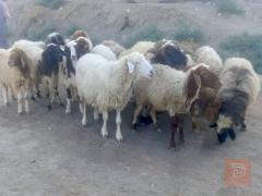 غنم عدد 17 مع الفحل للبيع في الديوانية