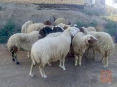 غنم عدد 17 مع الفحل للبيع في الديوانية