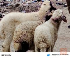 طليان عواسي عدد 3 للبيع في الديوانية
