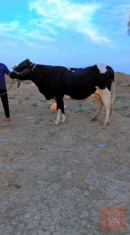 دابة للبيع في ميسان