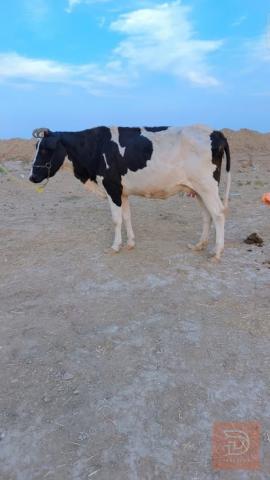دابة للبيع في ميسان