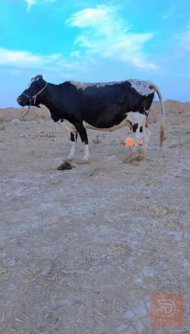 دابة للبيع في ميسان