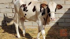 عجل وبقر للبيع في البصرة