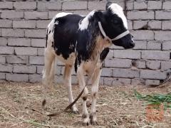 عجل وبقر للبيع في البصرة