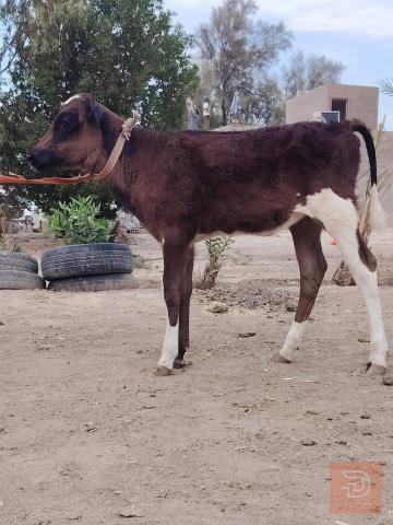 بقرة هولشتاين بجر للبيع في بابل