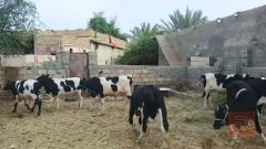 عجول فحل فريزي للبيع في واسط