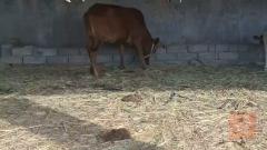 مواشي للبيع في البصرة