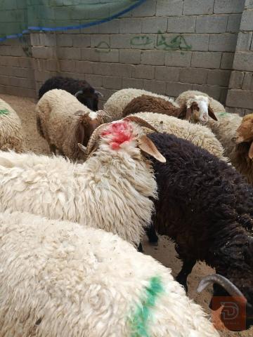 خروف للبيع في كربلاء المقدسة