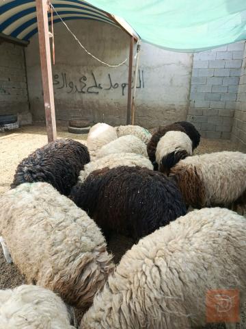 طليان للبيع