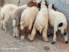 طليان عواسي عدد 9 للبيع في الديوانية