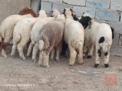 طليان عواسي عدد 9 للبيع في الديوانية