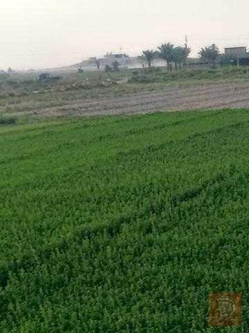 12 دونم أرض زراعية في العيساوية للبيع في بغداد