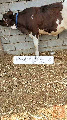 بجر سترالي صلي للبيع في البصرة