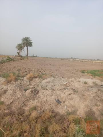 ٢٠ دونم مع بيتين حديثين للبيع في بابل