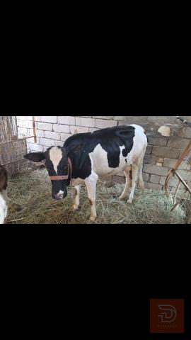 هايشة للبيع في ميسان